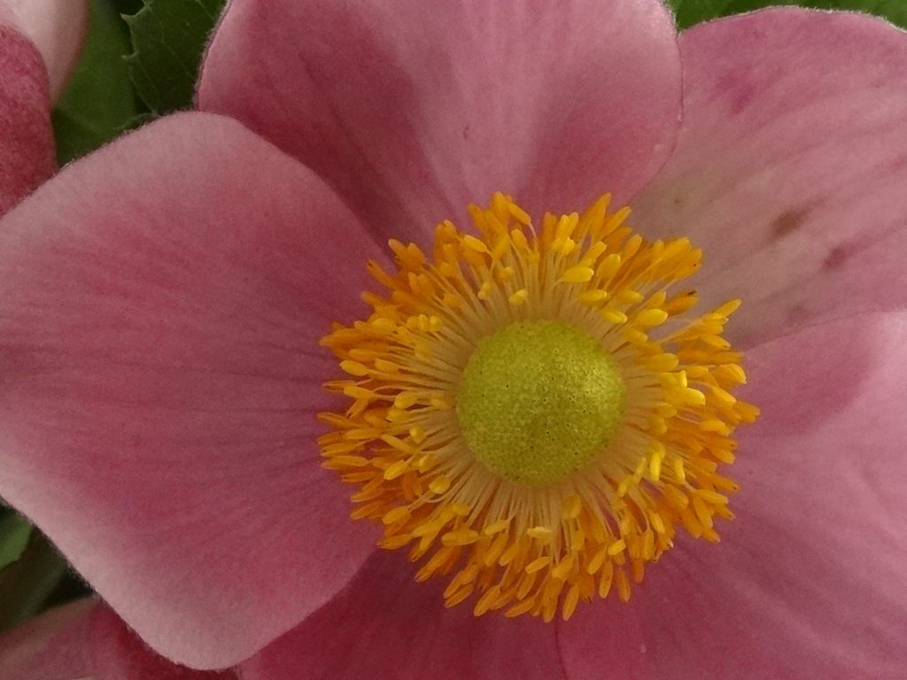 Pink flower blossom photo by Patricia MacDonald