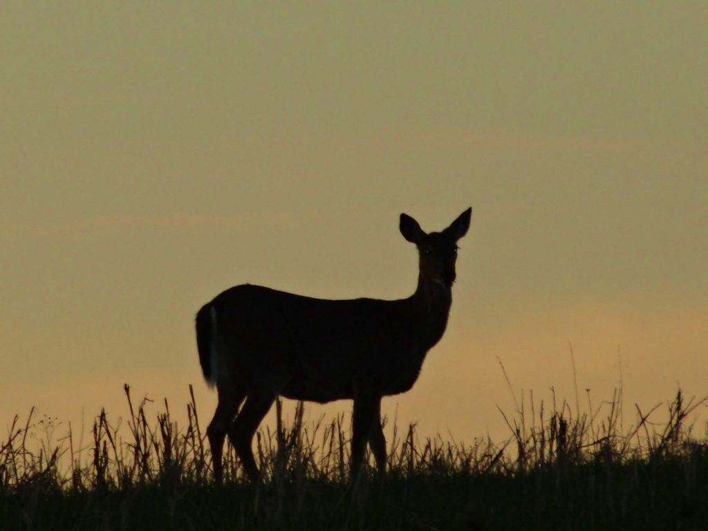 Deer on hillside at sunset photo by Patricia McDonald
