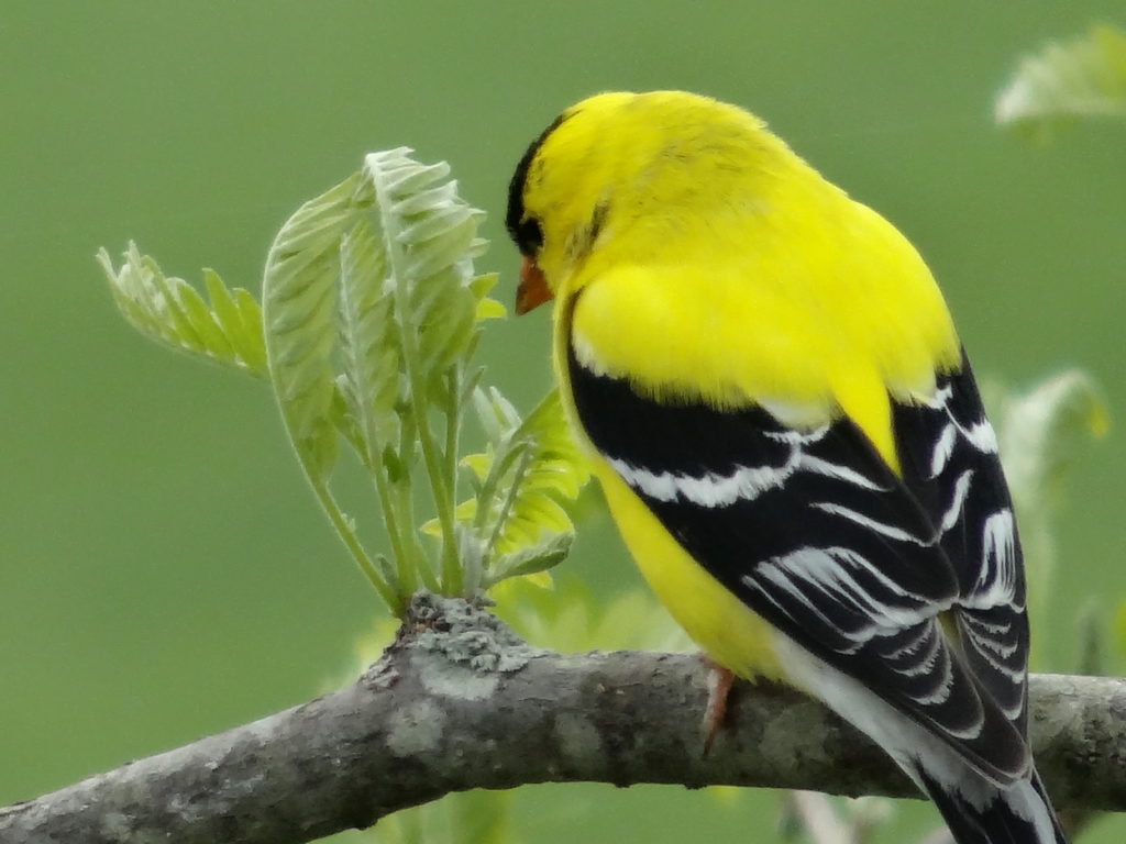 Goldfinch on a branch