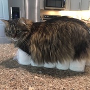 teeny tiny TP with LiLane 7 pound cat square