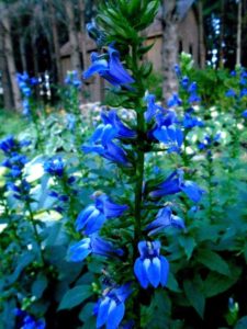 Lobelia