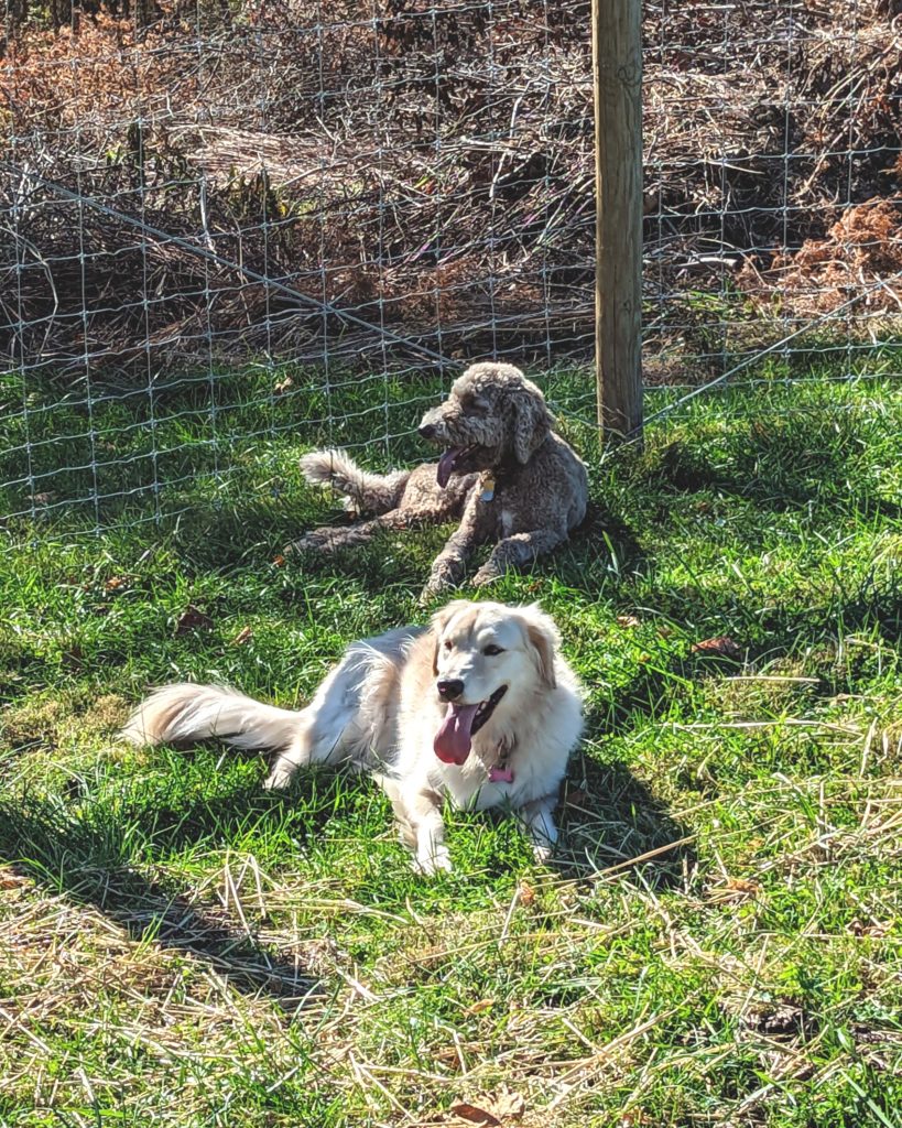 Bailey and Tulie dogs