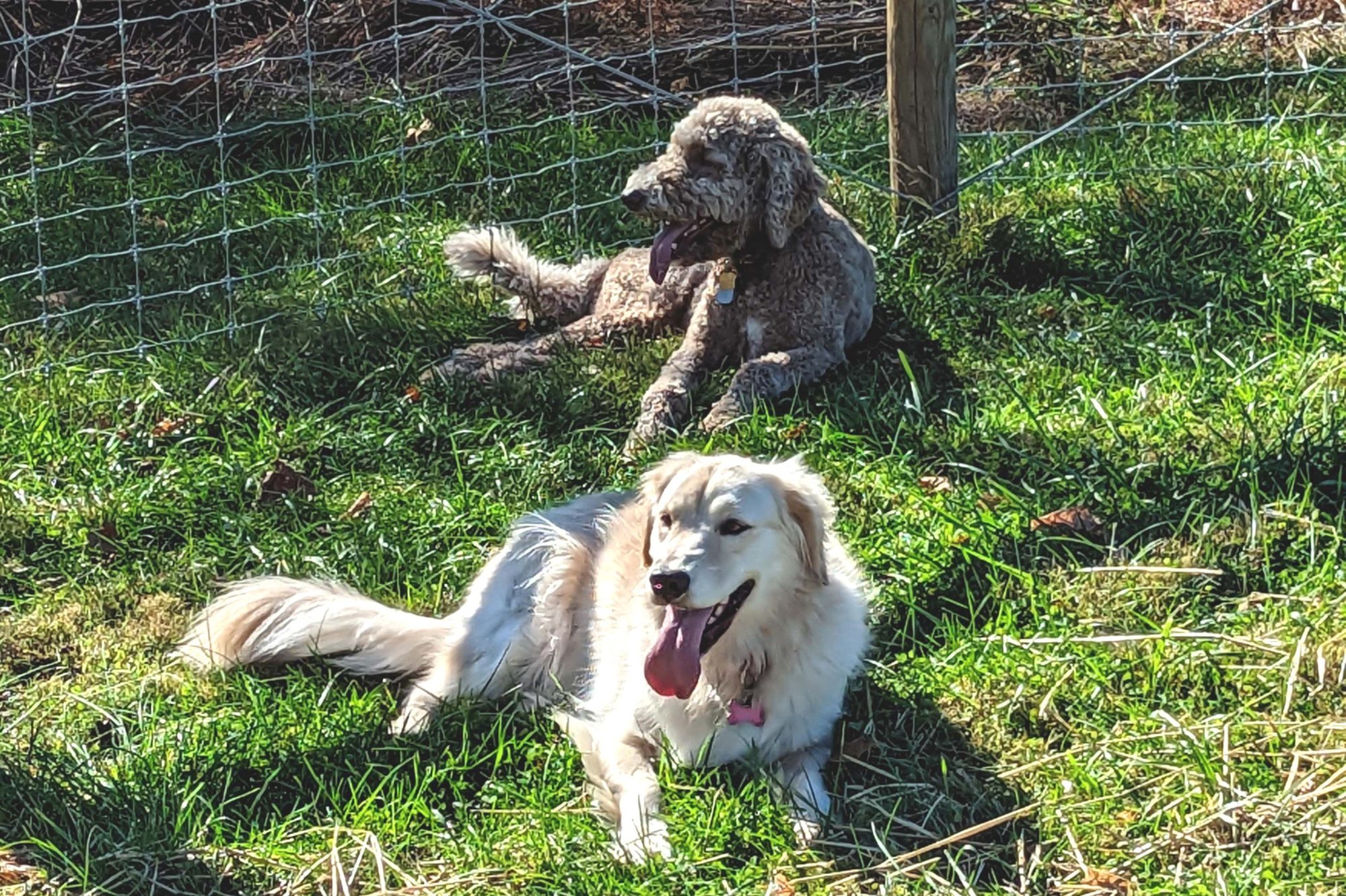 2 medium size dogs at dog park