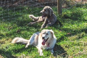 2 medium size dogs at dog park