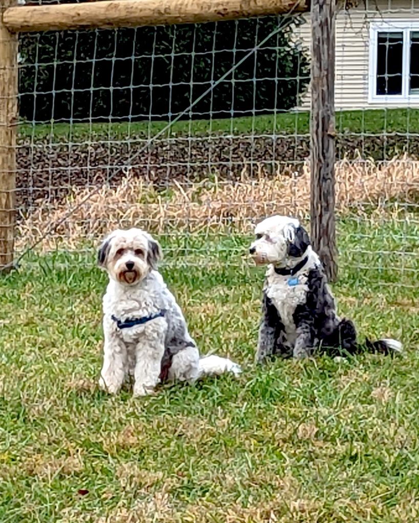 2 white and black dogs in dog park