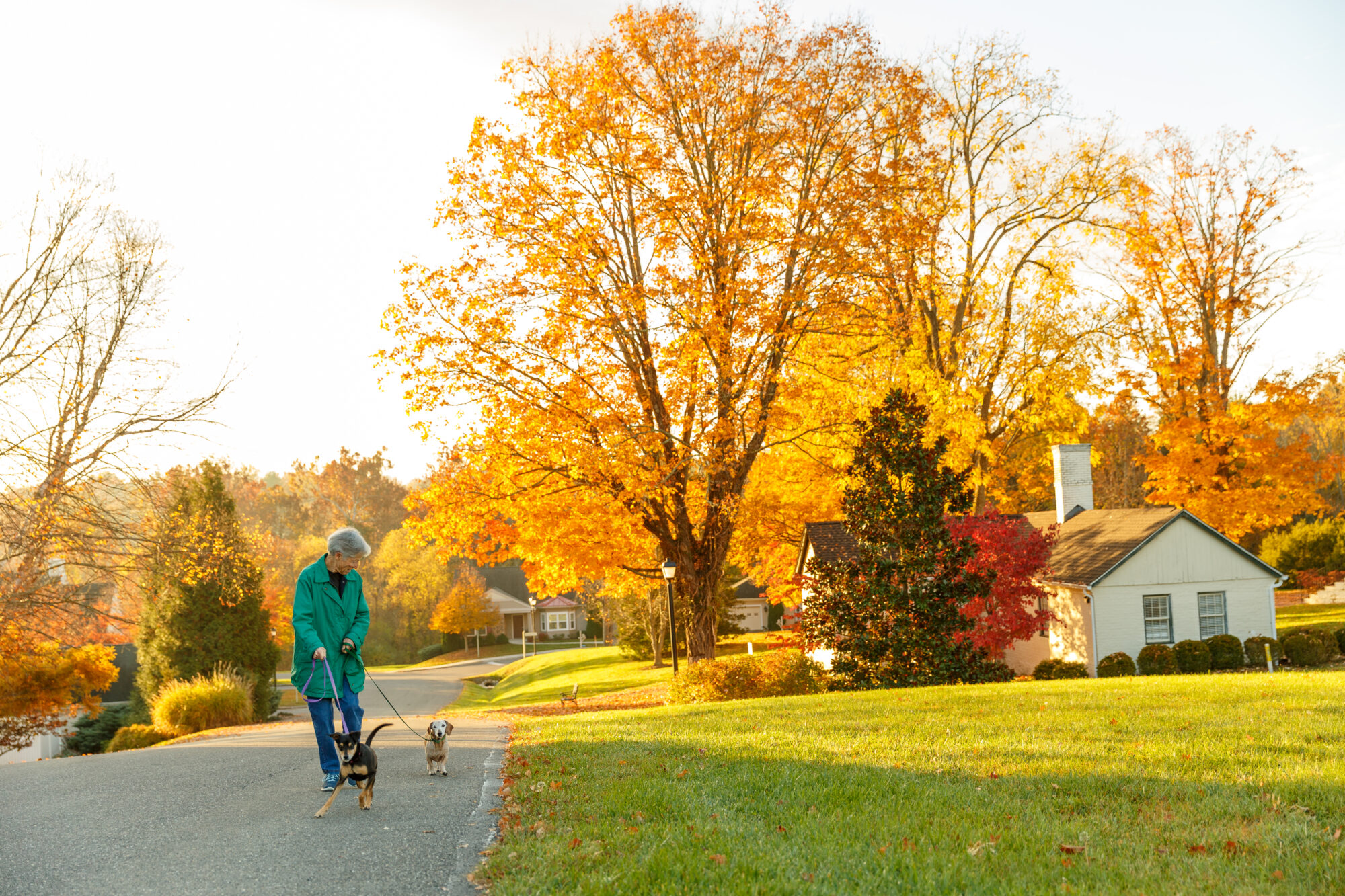 Moe and Tenny take a walk with their owner on the Kendal campus.