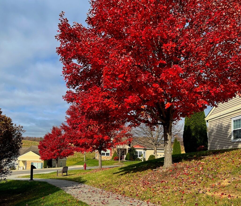 a fall photo of kendal at lexington