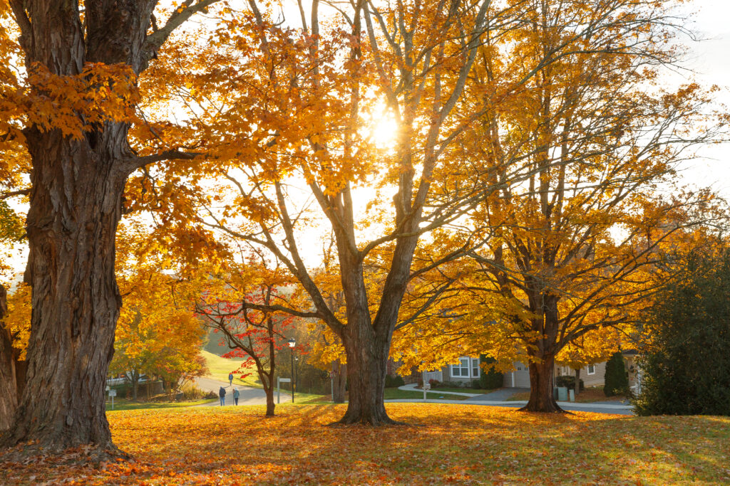 Landscape in Lexington, VA