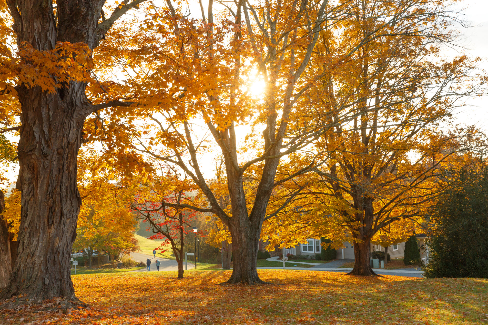 Landscape in Lexington, VA
